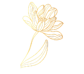Image Shape